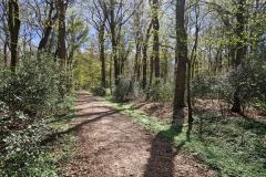 Neuenburg-Neuenburger_Urwald-04