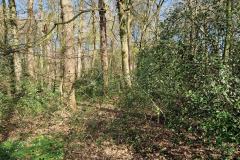 Neuenburg-Neuenburger_Urwald-04a