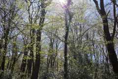 Neuenburg-Neuenburger_Urwald-06