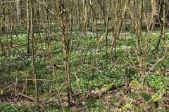 Neuenburg-Neuenburger_Urwald-07a