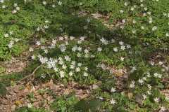 Neuenburg-Neuenburger_Urwald-09