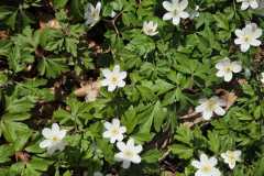 Neuenburg-Neuenburger_Urwald-09a