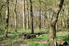 Neuenburg-Neuenburger_Urwald-12