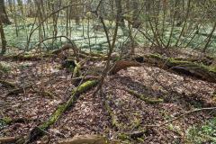 Neuenburg-Neuenburger_Urwald-13