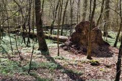 Neuenburg-Neuenburger_Urwald-15