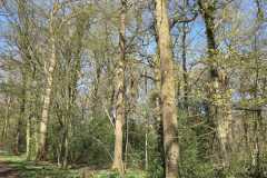 Neuenburg-Neuenburger_Urwald-16