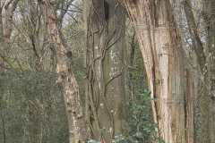 Neuenburg-Neuenburger_Urwald-16a