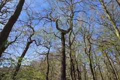 Neuenburg-Neuenburger_Urwald-17