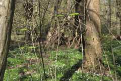 Neuenburg-Neuenburger_Urwald-18