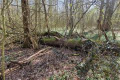 Neuenburg-Neuenburger_Urwald-19