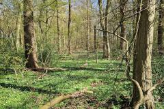 Neuenburg-Neuenburger_Urwald-22