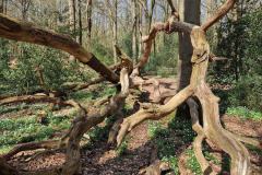 Neuenburg-Neuenburger_Urwald-26