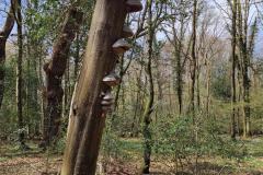 Neuenburg-Neuenburger_Urwald-28