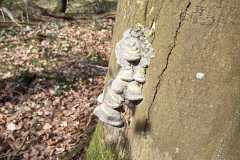 Neuenburg-Neuenburger_Urwald-28a