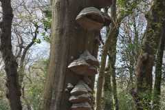 Neuenburg-Neuenburger_Urwald-28b