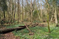 Neuenburg-Neuenburger_Urwald-31