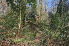 Neuenburg-Neuenburger_Urwald-32