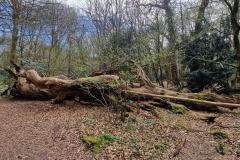 Neuenburg-Neuenburger_Urwald-33