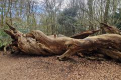 Neuenburg-Neuenburger_Urwald-34