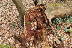 Neuenburg-Neuenburger_Urwald-35