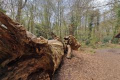 Neuenburg-Neuenburger_Urwald-36