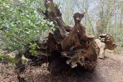 Neuenburg-Neuenburger_Urwald-36c