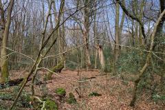 Neuenburg-Neuenburger_Urwald-37