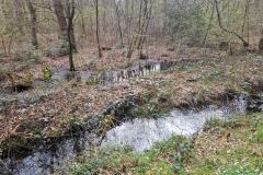 Neuenburg-Neuenburger_Urwald-38