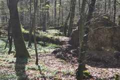 Neuenburg-Neuenburger_Urwald-40