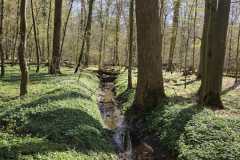 Neuenburg-Neuenburger_Urwald-41