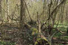 Neuenburg-Neuenburger_Urwald-42
