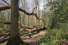 Neuenburg-Neuenburger_Urwald-43