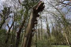 Neuenburg-Neuenburger_Urwald-45